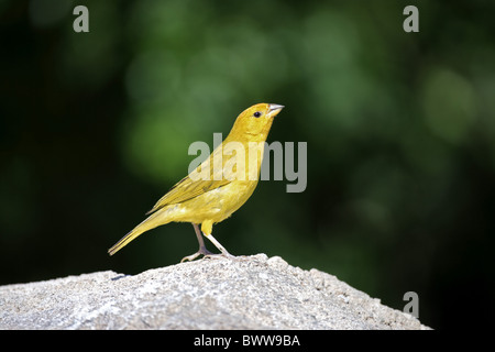 Safranreis Finch (Sicalis Flaveola) Männchen, thront auf Felsen, Grand Cayman, Cayman-Inseln Stockfoto