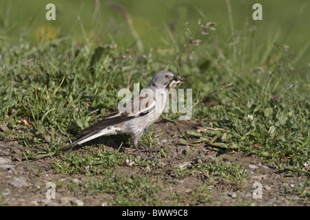 Weiß-winged Snowfinch (Montifringilla Nivalis) Erwachsenen, mit Insekten im Schnabel, stehend auf Boden, Alpen, Italien, Juli Stockfoto