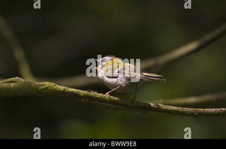 Firecrest (Regulus Ignicapillus) Erwachsene, Gesang, thront auf Zweig, Norfolk, England Stockfoto