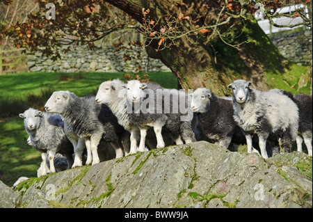 Herbst Seenplatte Mutterschafe Great Langdale Herdwick Schafe inländischen domestizierten Bauernhof Schafhalter Landwirtschaft Hufen Säugetier Säugetiere Stockfoto