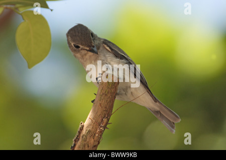 Asiatische braun Flycatcher (Muscicapa Dauurica) Erwachsenen, beobachtete Laubholzbockkäfer Beute, Hong Kong, China, Herbst Stockfoto