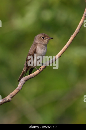 Asiatische braun Flycatcher (Muscicapa Dauurica) Erwachsenen, thront auf Zweig, Hebei, China, Mai Stockfoto