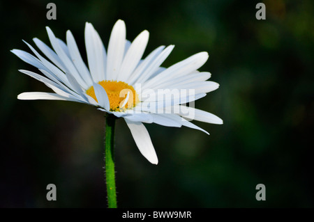 einem einzigen Daisy weiß auf dunklem Hintergrund isoliert Stockfoto