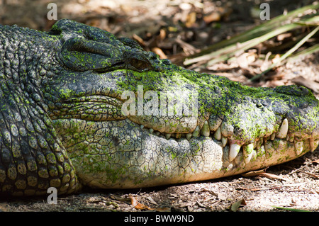 Krokodil Stockfoto