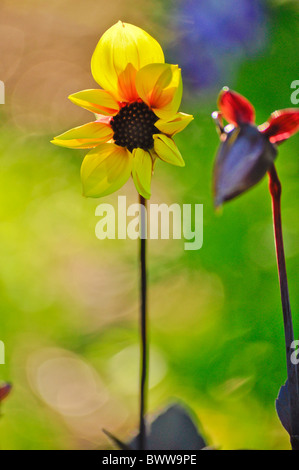 gelbe Blüte und Knospe Stockfoto