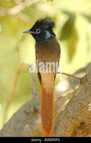 Afrikanische Paradise Flycatcher (Terpsiphone Viridis) Männchen, thront auf Zweig in Savanne, Masai Mara Nationalpark, Kenia, Januar Stockfoto
