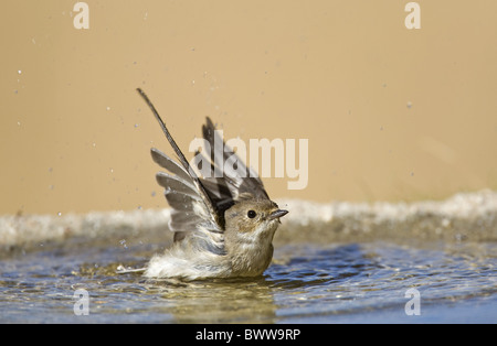 Pied Flycatcher (Ficedula Hypoleuca) Erwachsene, Herbst Gefieder, Baden im Pool, Spanien Stockfoto