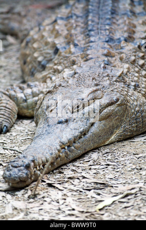 Krokodil Stockfoto