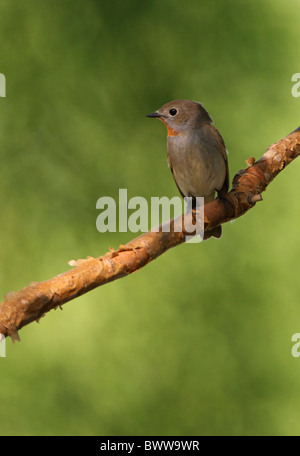 Taiga-Fliegenschnäpper (Ficedula Parva Horste) männlichen Erwachsenen, thront auf Zweig, Peking, China, Mai Stockfoto