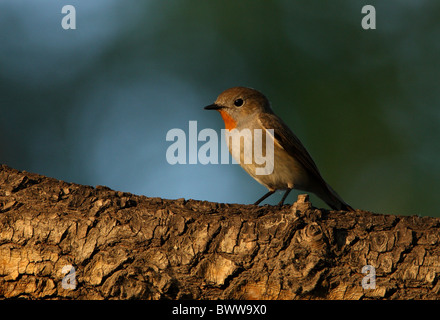 Taiga-Fliegenschnäpper (Ficedula Parva Horste) männlichen Erwachsenen, thront auf Zweig, Peking, China, Mai Stockfoto