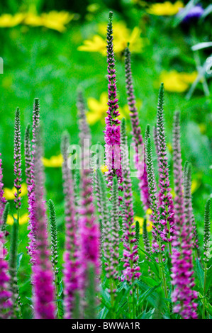 Lila und gelbe Wildblumen im Frühjahr Stockfoto