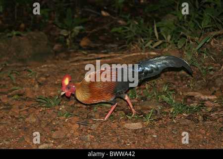 Ceylon Kammhuhnprojekte (Gallus Lafayetti) Männchen, auf Nahrungssuche im Wald Sinharaja, Sri Lanka Stockfoto