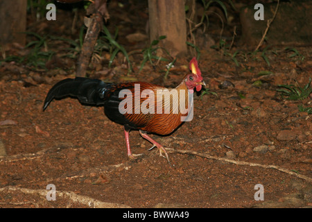 Ceylon Kammhuhnprojekte (Gallus Lafayetti) Männchen, Wandern im Wald, Sinharaja, Sri Lanka Stockfoto