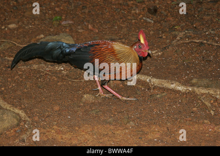 Ceylon Kammhuhnprojekte (Gallus Lafayetti) Männchen, auf Nahrungssuche im Wald Sinharaja, Sri Lanka Stockfoto