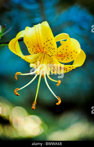 gelbe Blüte und Knospe Stockfoto