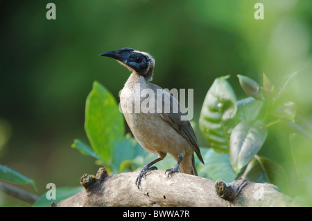 Behelmter Friarbird (Philemon Buceroides) Erwachsenen thront auf Zweig im Regenwald, Daintree, Queensland, Australien, august Stockfoto