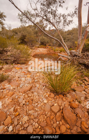 Felsigen Bett von Homestead Creek in Homestead Creek Schlucht im Mutawintji National Park nördlich von Broken Hill in New South Wales Stockfoto