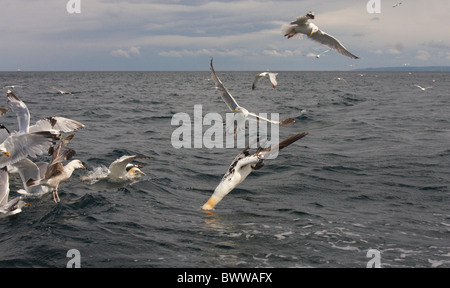 Nördlichen Basstölpel (Morus Bassanus) Erwachsenen, Fütterung, Tauchen für Fische, unter Möwe Herde, Bass Rock, Firth of Forth, Schottland, Juni Stockfoto