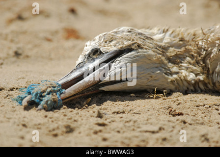 Nördlichen Basstölpel (Morus Bassanus) tot, getötet durch Verschmutzung, nicht in der Lage zu füttern wegen Fischernetz um Bill, Tanji Strand, Western Stockfoto