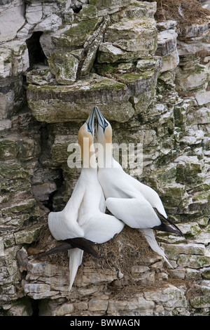 Nördlichen Basstölpel (Morus Bassanus) Erwachsenen paar, Anzeige, bill Fechten am Nest, Bempton Cliffs, East Yorkshire, England, april Stockfoto