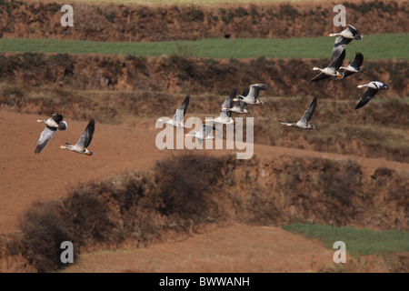 Unter der Leitung von Bar Gans (Anser Indicus) Herde, Überwinterung, im Flug, Huize, Provinz Yunnan, China, Dezember Stockfoto