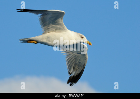 Gelben Beinen Möwe (Larus Cachinnans Michahellis) im Flug über Meer, zwischen der Insel von Lesbos /Lesvos, Griechenland und der Türkei. Stockfoto