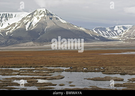 Vier Erwachsene Weißwangengans (Branta Leucopsis), Fütterung, in Tundra Verschachtelung Lebensraum mit fernen Berge, Spitzbergen, Svalbard, Juni Stockfoto