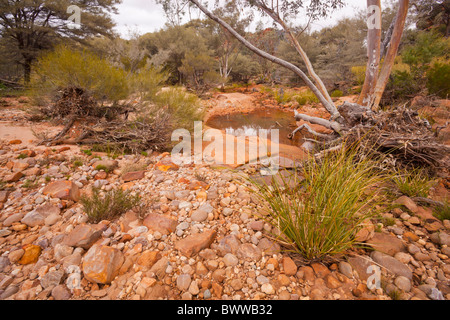 Felsigen Bachbett des Homestead Creek im Mutawintji National Park Stockfoto