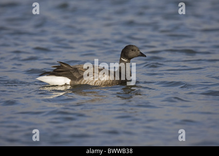 Brent Goose (Branta Bernicla) Erwachsene, Schwimmen, Norfolk, England, winter Stockfoto