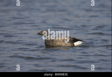 Brent Goose (Branta Bernicla) Erwachsenen, trinken Wasser, Norfolk, England, Winter Stockfoto