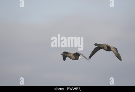 Brent Goose (Branta Bernicla) zwei Erwachsene, im Flug, Norfolk, England, winter Stockfoto