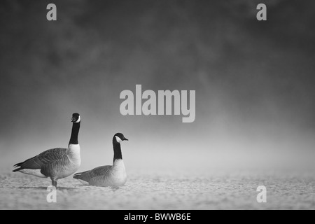 Kanadagans (Branta Canadensis) eingeführten Arten, zwei Erwachsene, in See mit Nebel im Morgengrauen, Bambois, Belgien, Herbst Stockfoto