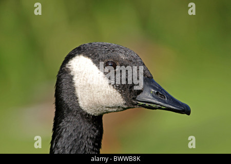 Kanadagans (Branta Canadensis) eingeführten Arten, Erwachsene, Nahaufnahme des Kopfes, West Sussex, England Stockfoto