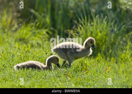 Kanadagans (Branta Canadensis) eingeführten Arten, zwei Gänsel auf Rasen, Warwickshire, England, Sommer Stockfoto