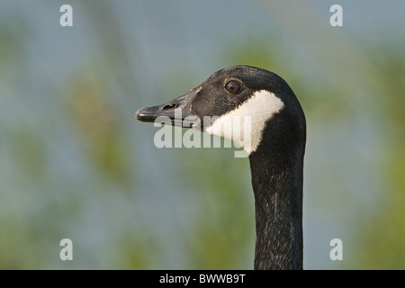 Kanadagans (Branta Canadensis) eingeführten Arten, Erwachsene, Nahaufnahme des Kopfes, Warwickshire, England, Sommer Stockfoto