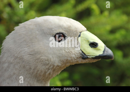 Cape kargen Gans Cereopsis novaehollandiae Stockfoto