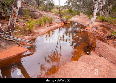 Roter Sandstein spiegelt sich im Wasser des Homestead Creek im Mutawintji National Park Stockfoto