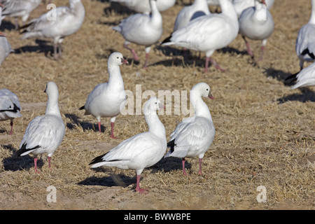 Ross es Gans (Anser Rossii) vier Erwachsene, stehend unter Schneegans (Anser Caerulescens) Herde, Bosque del Apache, New Mexico, Stockfoto