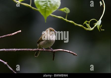 Gelb-gegenübergestellten Grassquit (Tiaris Olivacea) Erwachsenfrau, thront auf Zweig, Marshalls Stift, Jamaika, november Stockfoto