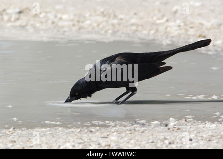 Boot-angebundene Grackle (Quiscalus großen) Männchen, trinken aus Pfütze, Sanibel Island, Florida, Vereinigte Staaten von Amerika-Februar Stockfoto