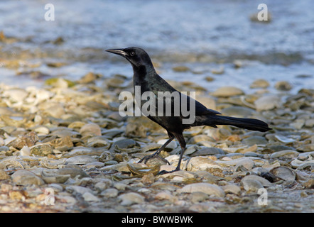 Boot-angebundene Grackle (Quiscalus großen) Männchen, stehend auf Kieselsteinen am Beach, Sanibel Island, Florida, Vereinigte Staaten von Amerika, Februar Stockfoto