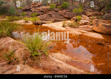 Roter Sandstein spiegelt sich im Wasser des Homestead Creek im Mutawintji National Park Stockfoto