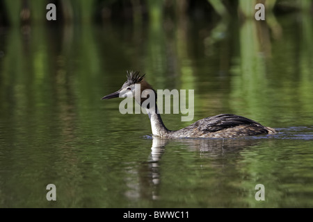 Great Crested Grebe (Podiceps Cristatus) Erwachsener, Schwimmen im See, Warwickshire, England, Sommer Stockfoto