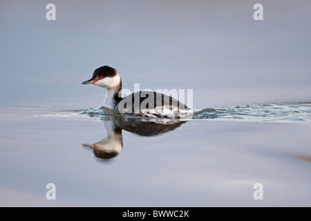 Slawonische Haubentaucher (Podiceps Auritus) Erwachsene, Winterkleid, Schwimmen mit Reflexion, Suffolk, England, Januar Stockfoto