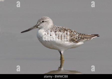 Nordmann Grünschenkel (Tringa Guttifer) Erwachsenen, Zucht Gefieder, stehend im Wasser auf Tideline, Mai Po, Hong Kong, China, april Stockfoto