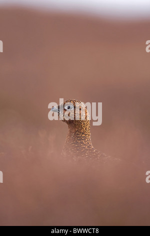 Erwachsenes Weibchen das Moorschneehuhn (Lagopus Lagopus Scoticus), unter Heather auf Moorland, England Stockfoto