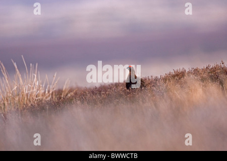 Moorschneehuhn Lagopus scoticus Stockfoto