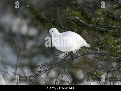 Moorschneehuhn (Lagopus Lagopus) Männchen, in voller Winterkleid, thront auf Zweig, Finnland, März Stockfoto