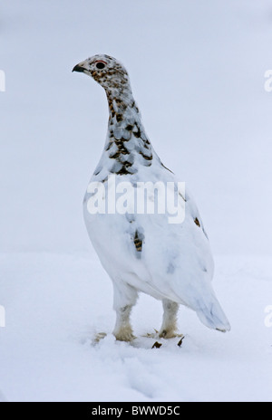 Moorschneehuhn (Lagopus Lagopus) Erwachsenfrau, Mauser aus Winterkleid zu züchten Gefieder, Wandern im Schnee, Nordnorwegen, kann Stockfoto