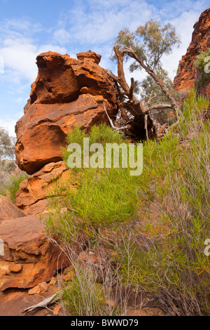 Felsigen roten Sandstein in Homestead Creek Schlucht im Mutawintji National Park nördlich von Broken Hill in New South Wales Stockfoto